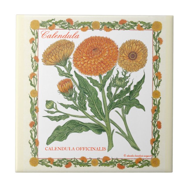 Carreau Dans la tuile de Calendula de ~ de jardin (Devant)