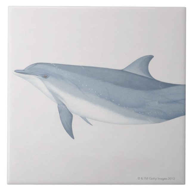 Carreau Dauphin de Bottlenose (Devant)