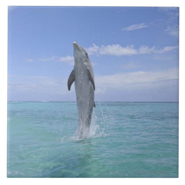 Carreau Dauphin de Bottlenose commun nageant vers (Devant)