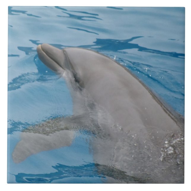 Carreau Dauphin se déplaçant dans de l'eau bleue ensoleill (Devant)