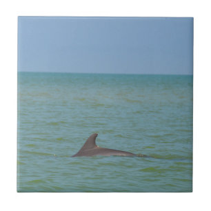 Carreau Dauphin sur Sanibel