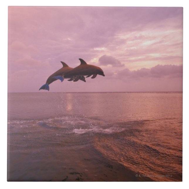 Carreau Dauphins de Bottlenosed sautant au coucher du (Devant)