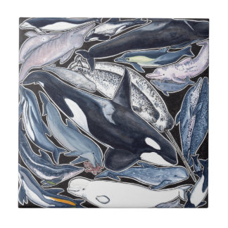 Carreau Dauphins, orques, belugas et narvales