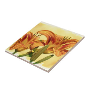 Carreau Daylilies - Hemerocallis