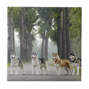 Carreau De beaux chiens Husky sur un sentier naturel