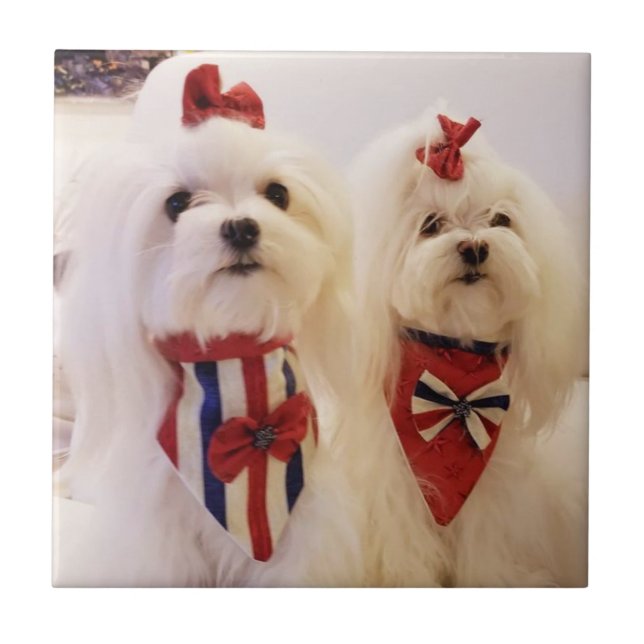 Carreau de céramique avec maltais (Devant)