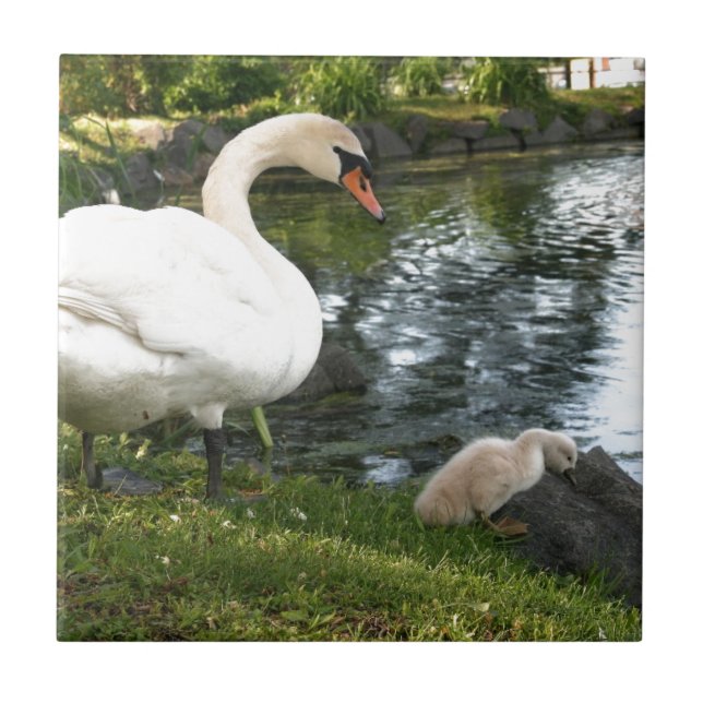 Carreau de céramique cygne et cygnet (Devant)