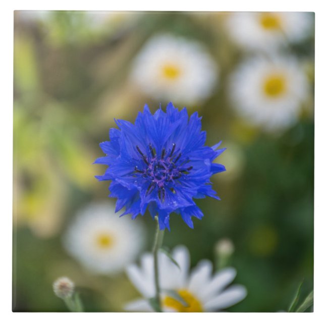 Carreau de céramique de bleuet (Devant)