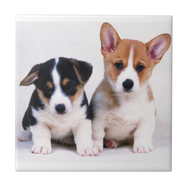 Carreau de céramique de chiots de corgi (Devant)