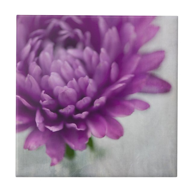 Carreau de céramique de fleur de marguerite dans (Devant)