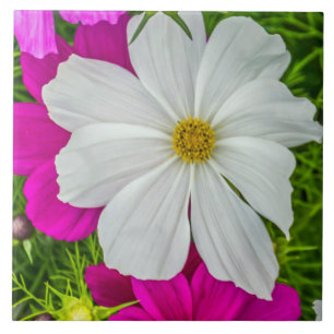 Carreau de céramique de fleurs blanches et roses