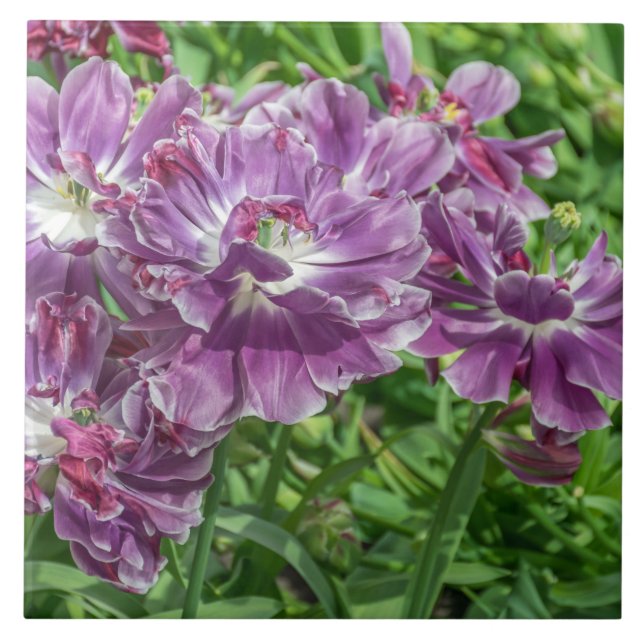 Carreau de céramique de fleurs mauve-clair (Devant)