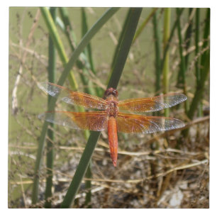 Carreau de céramique de libellule (grande image)