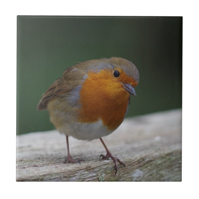 Carreau de céramique de Robin (Devant)