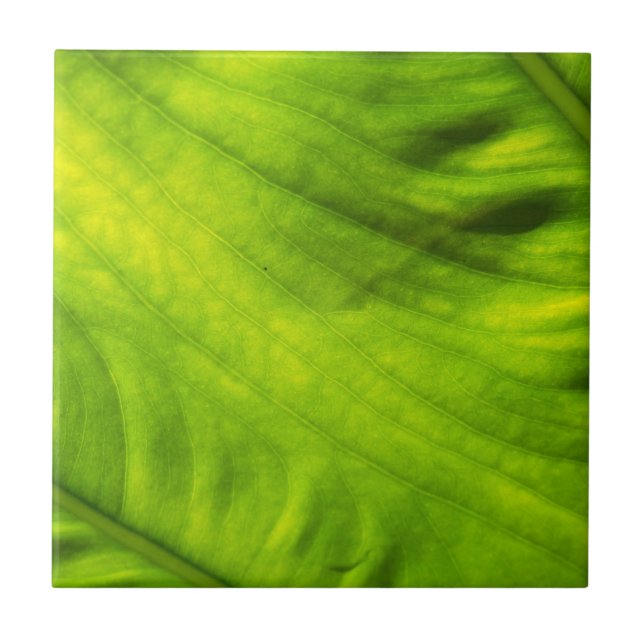 Carreau de céramique de taro d'oreille d'éléphant (Devant)