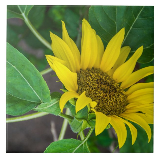 Carreau de céramique de tournesol (Devant)