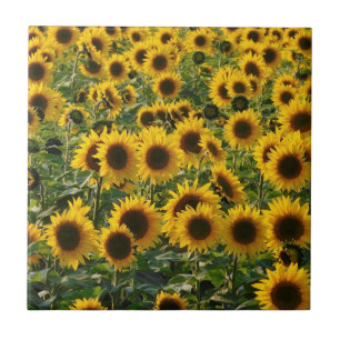 Carreau de céramique de tournesols d'été