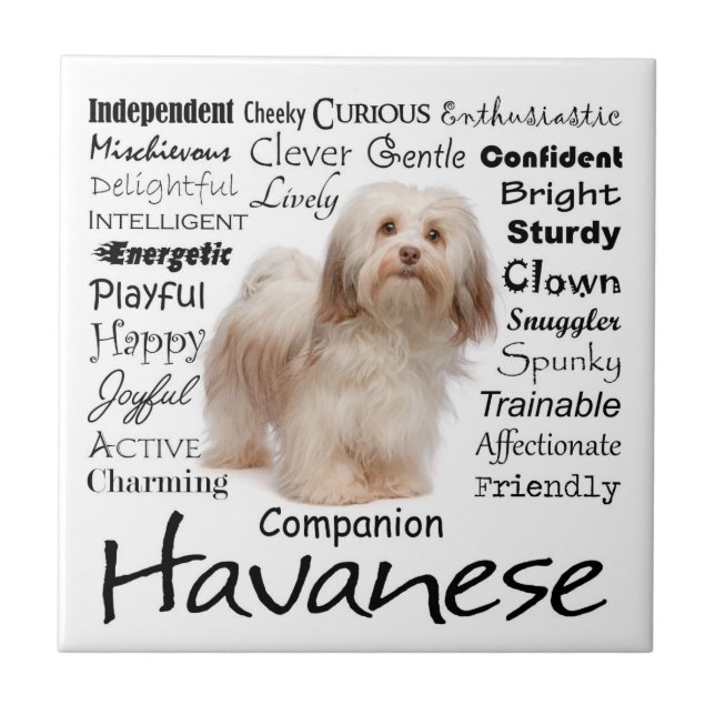 Carreau de céramique de traits de Havanese (Devant)