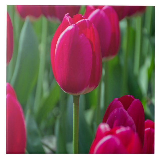 Carreau de céramique de tulipes (Devant)