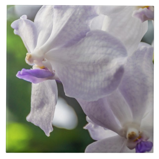Carreau de céramique d'orchidées blanches (Devant)