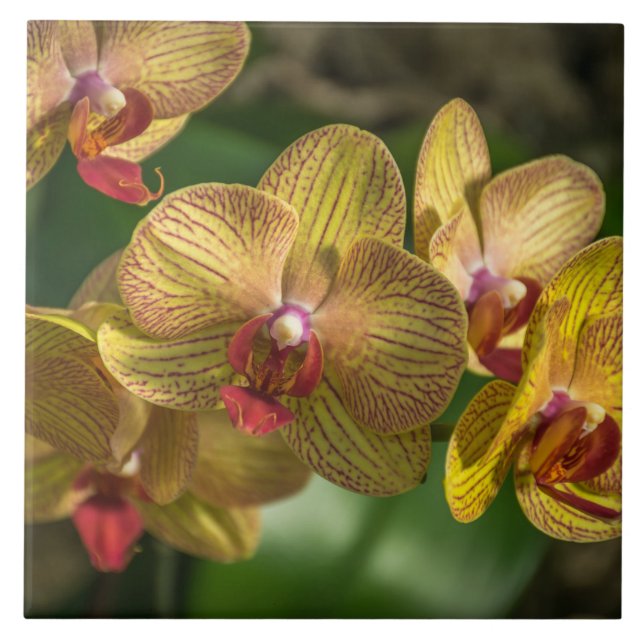 Carreau de céramique d'orchidées jaunes (Devant)