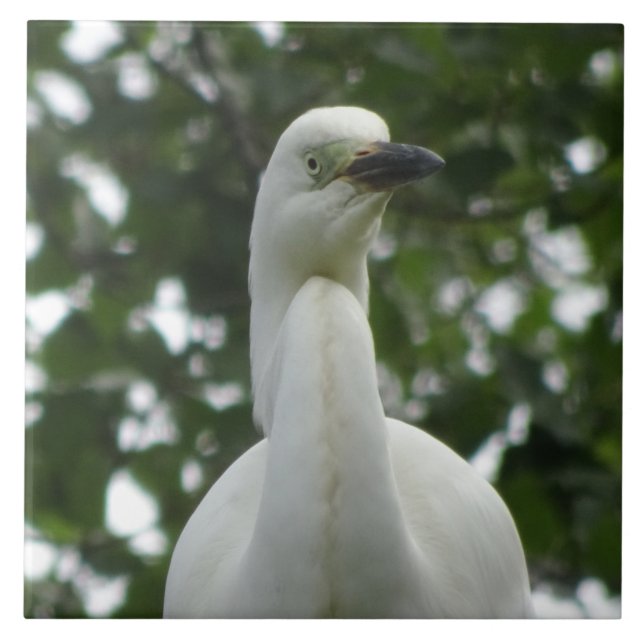 Carreau de céramique gros plan d'aigrette (Devant)
