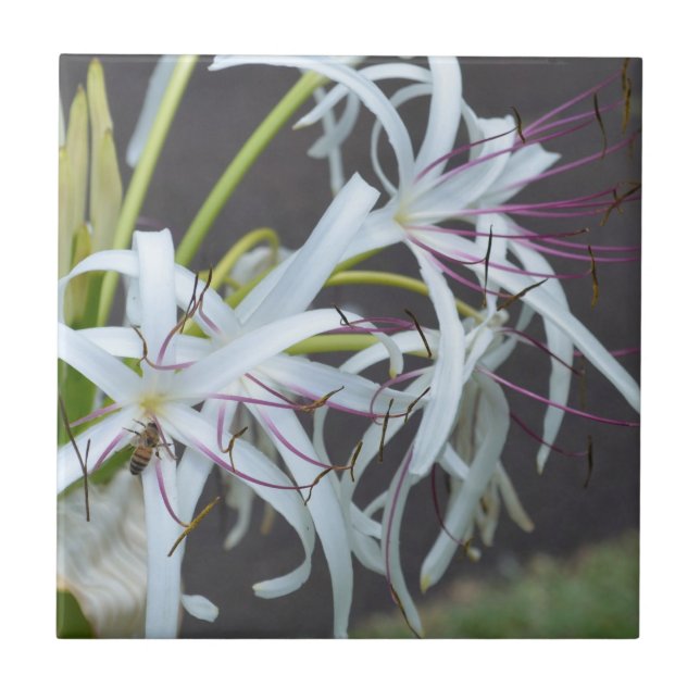 Carreau de céramique parfum floral (Devant)