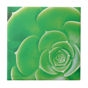 Carreau de céramique - Succulent vert de floraiso