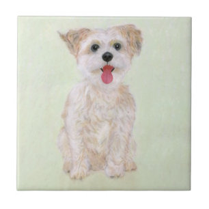Carreau de chien Morkie