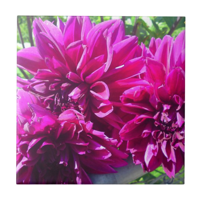 Carreau de fleur de dahlia pourpre (Devant)