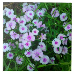 Carreau de fleur de dianthus blanc