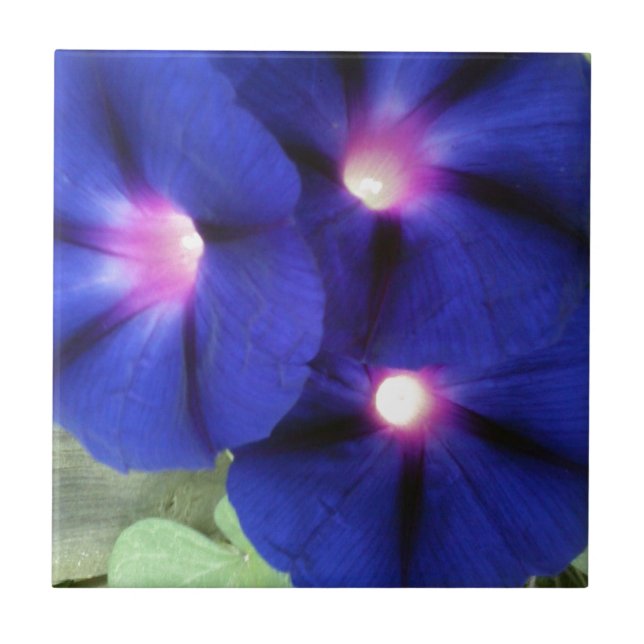Carreau de fleur de gloire du matin (Devant)