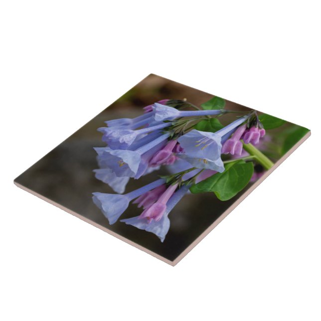 Carreau de Fleur sauvage de Virginia Bluebells (Côté)