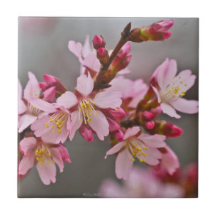 Carreau de fleurs de cerisier japonais rose subtil