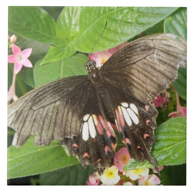 Carreau de macro à bec écarlate de papillon (Devant)