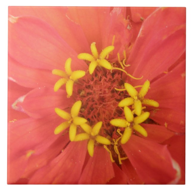 Carreau de macro Red Zinnia (Devant)