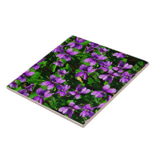 Carreau de mosaïque de la violette de bois, fleur