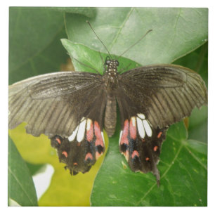Carreau de papillon à bec écarlate