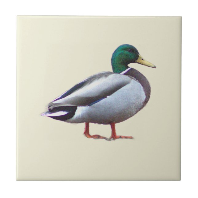 Carreau de photo de canard colvert (Devant)