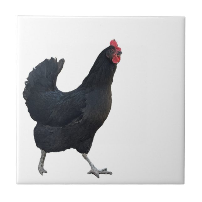 Carreau de photo de poulet  (Devant)