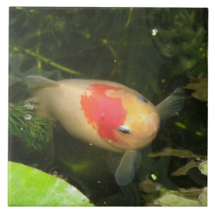 Carreau de poisson doré