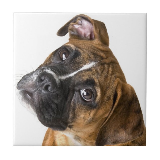 Carreau décoratif chien boxer (Devant)