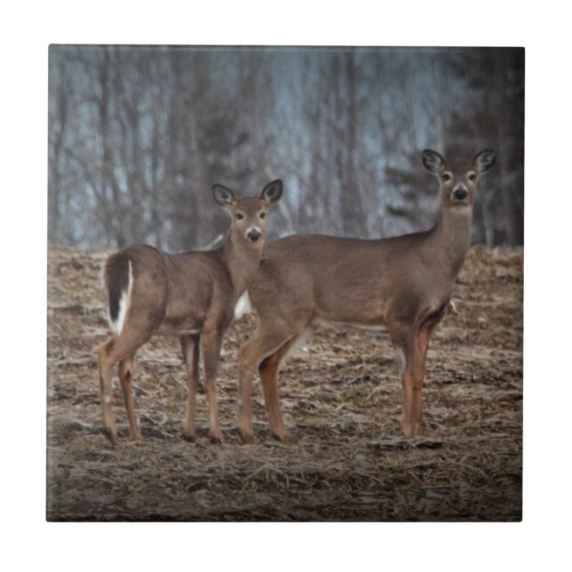 Carreau Deer_0337v (Devant)