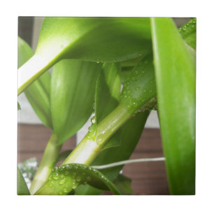 Carreau Dendrobium Orchidée tiges closeuse