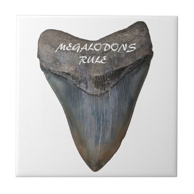 Carreau Dent de requin de Megalodon (Devant)