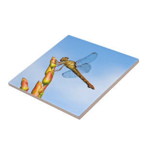 Carreau des kilomètres derrière moi