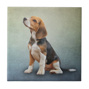 Carreau Dessin Beagle de chien 7