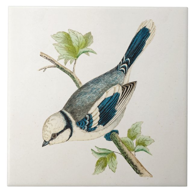 Carreau Dessin bleu d'oiseaux d'oiseau chanteur d'oiseau (Devant)