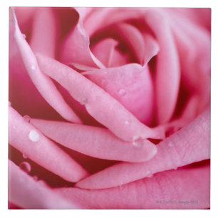 Carreau Détail d'un rose