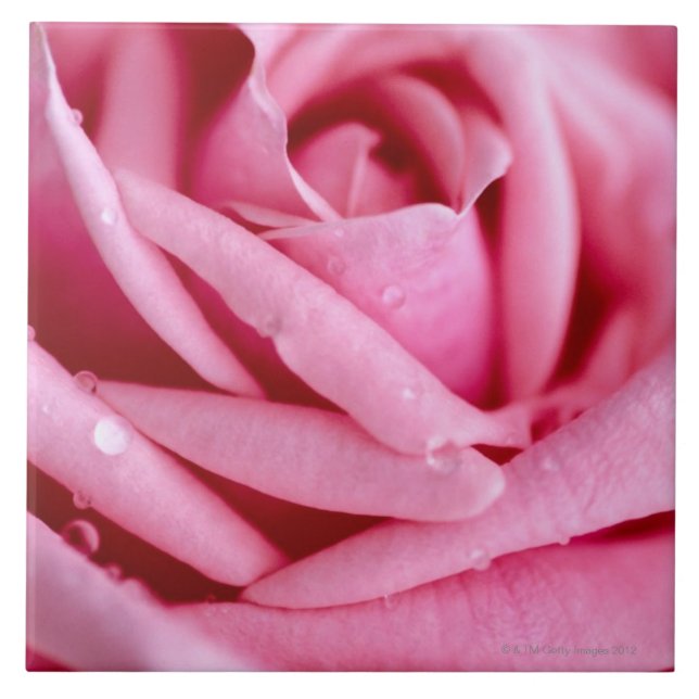 Carreau Détail d'un rose (Devant)